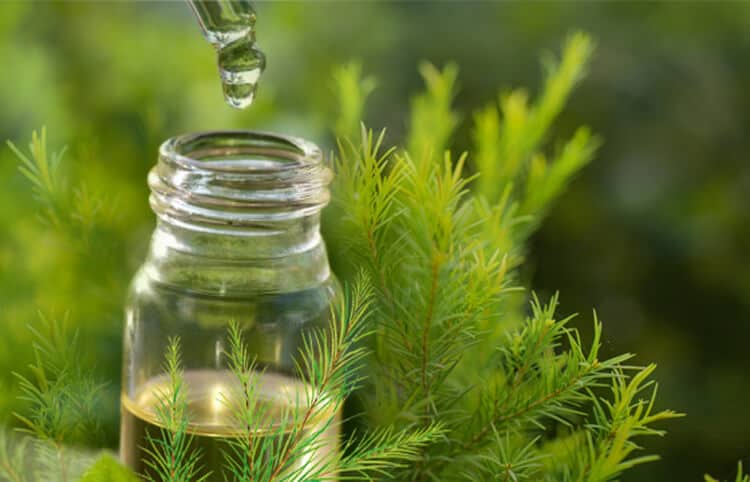 - Top 5 Plant Essential Oils for Good Health