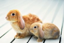 - Top 10 Loài Thú Cưng Được Nuôi Nhiều Nhất