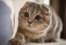 - Top 10 Giống Mèo Được Nuôi Nhiều Nhất Hiện Nay