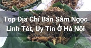 Top 10 Places to Sell Ngoc Linh Ginseng in Prestigious Hanoi