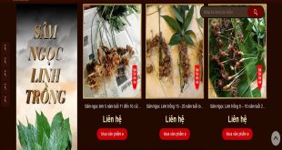 Ngoc Linh Ginseng Onplaza: Origin, Use, Usage, Price