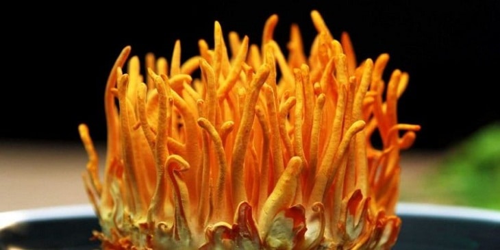 - Top 7 Prestigious Places to Sell Cordyceps in Dong Nai