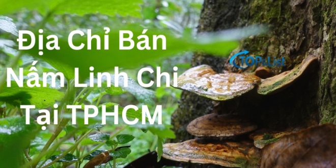 Top 10 Địa Chỉ Bán Nấm Linh Chi Tại TPHCM